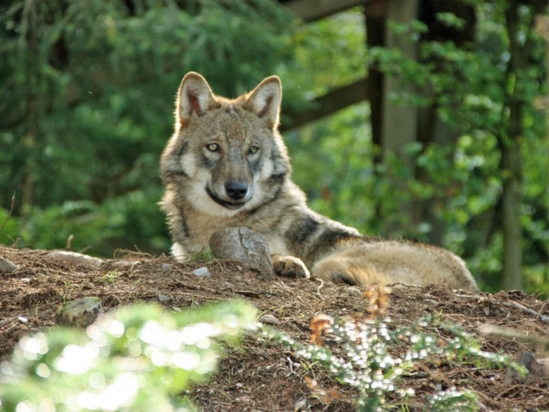Wolf im Wildpark im Panorama Park in Kirchundem im Sauerland